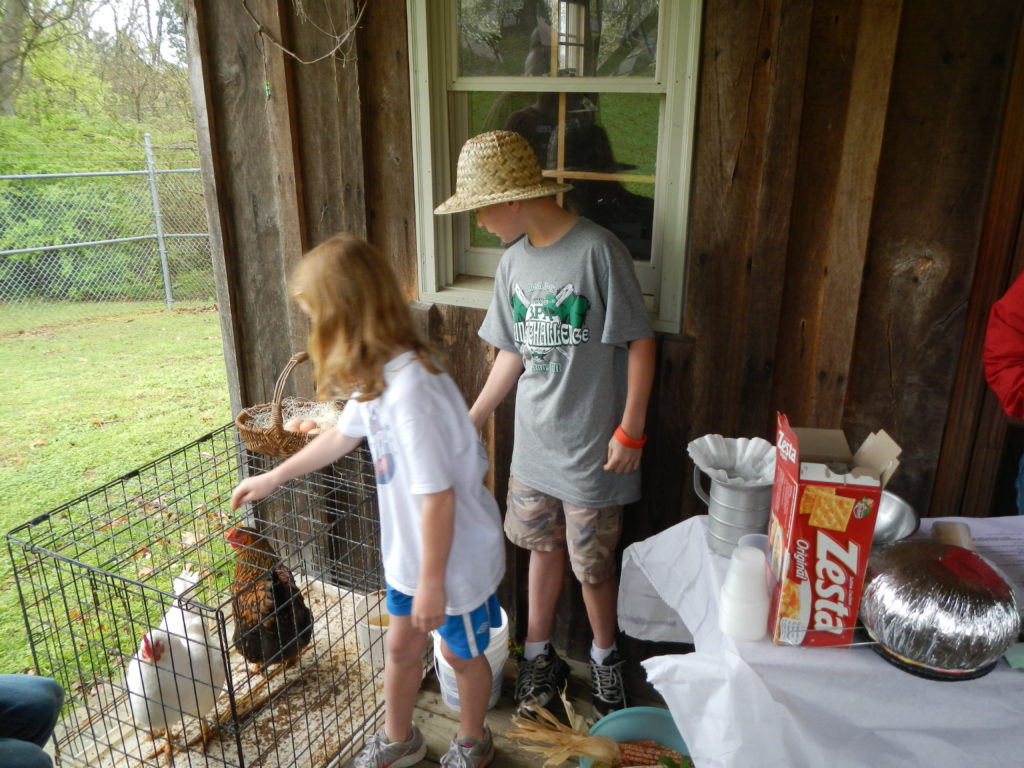 4-H'ers at Camp feeding chickens